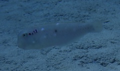 Iniistius pentadactylus