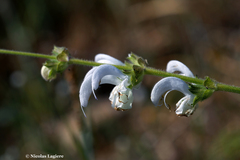 Salvia argentea