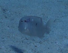 Iniistius pentadactylus