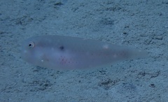 Iniistius pentadactylus