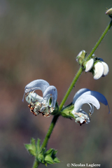 Salvia argentea