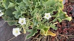 Exodeconus