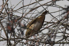 Turdus