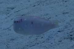 Iniistius pentadactylus