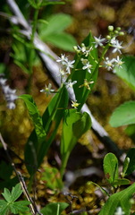Maianthemum trifolium