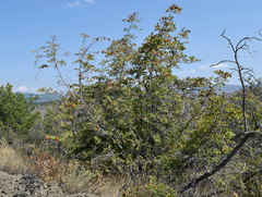 Paliurus spina-christi