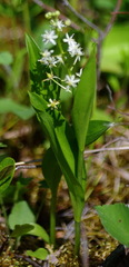 Maianthemum trifolium