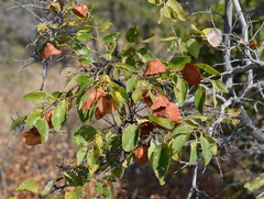 Paliurus spina-christi