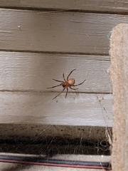 Steatoda nobilis