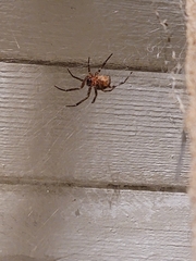 Steatoda nobilis