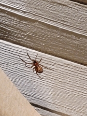 Steatoda nobilis