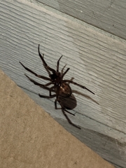 Steatoda nobilis