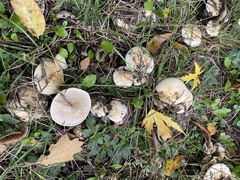 Hebeloma