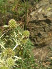 Trichodes leucopsideus