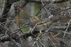 Turdus atrogularis
