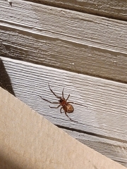 Steatoda nobilis