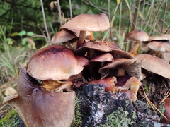 Hypholoma