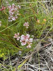 Serruria rubricaulis