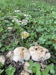 Hebeloma