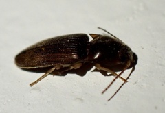 Elateridae