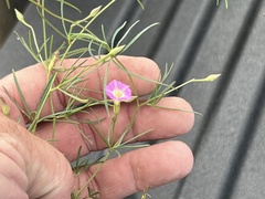Ipomoea costellata