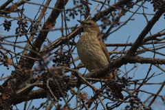 Turdus atrogularis