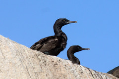 Phalacrocorax neglectus