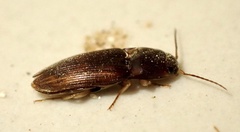 Elateridae