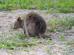 Setonix brachyurus