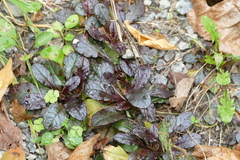 Ajuga