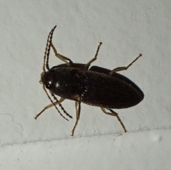 Elateridae