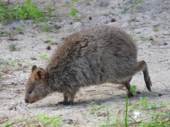 Setonix brachyurus