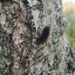Arctiinae
