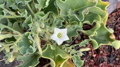 Exodeconus