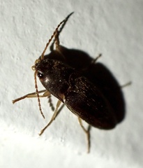 Elateridae