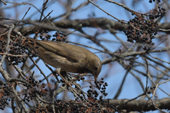 Turdus atrogularis