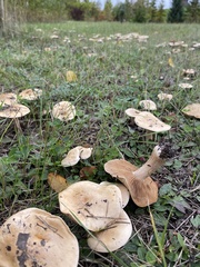 Hebeloma