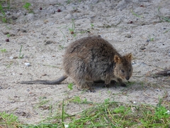 Setonix brachyurus