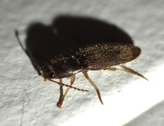 Elateridae