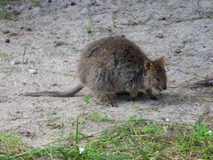 Setonix brachyurus