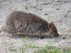 Setonix brachyurus