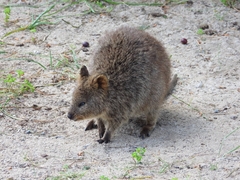 Setonix brachyurus