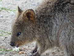 Setonix brachyurus