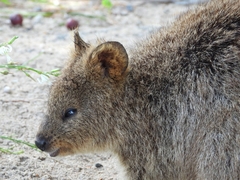 Setonix brachyurus