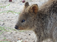 Setonix brachyurus