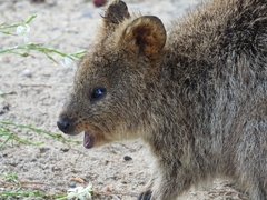 Setonix brachyurus
