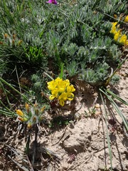 Lotononis involucrata