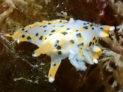 Thecacera pennigera