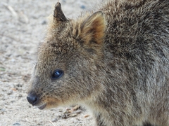 Setonix brachyurus