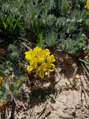 Lotononis involucrata